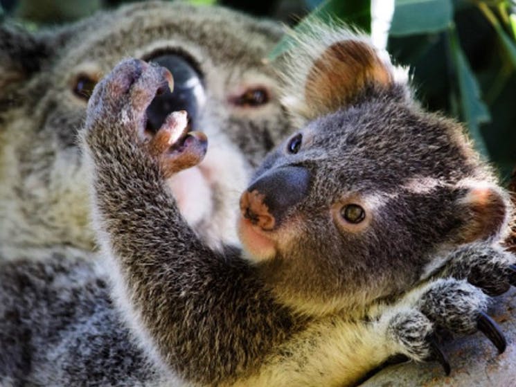 Koala Care Centre