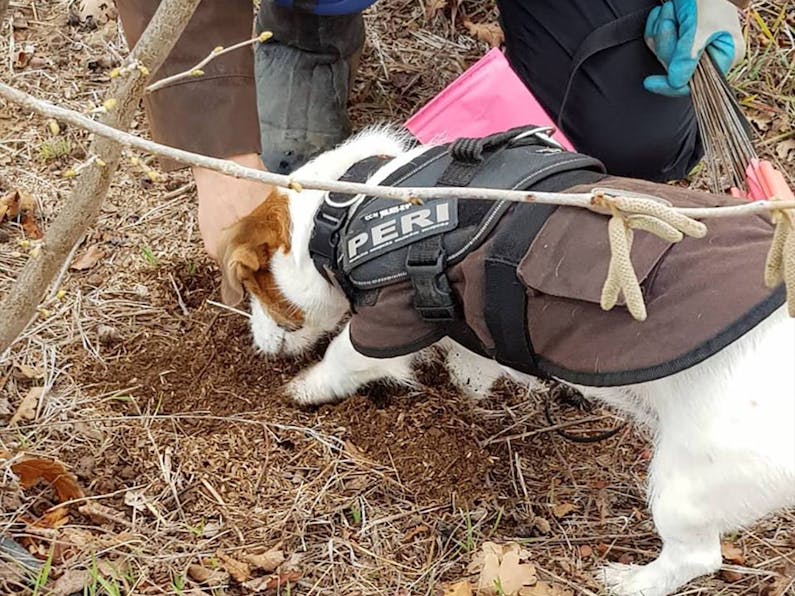 Image of the event 'Blue Frog Truffle Hunts'