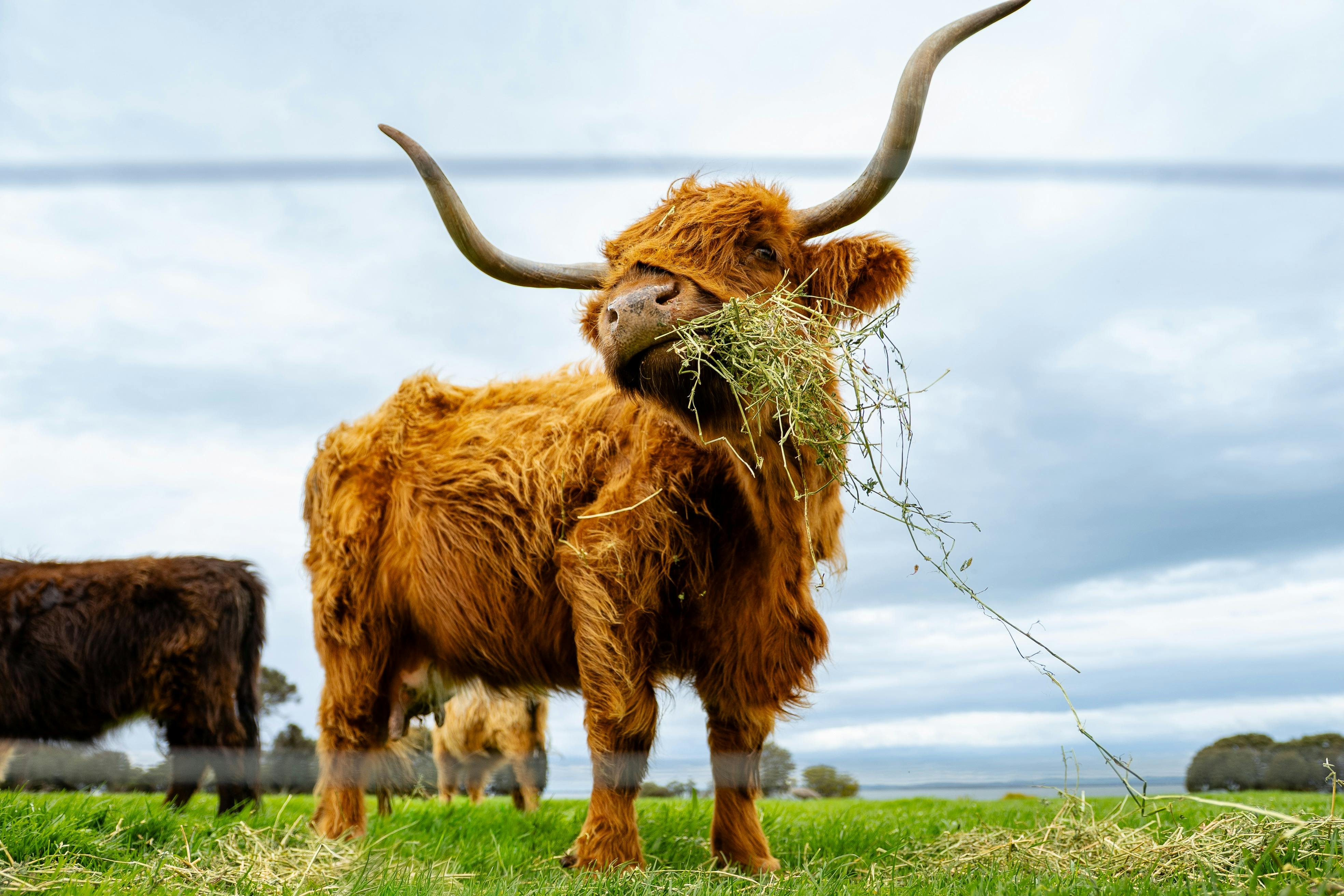 Highland cow eating hay