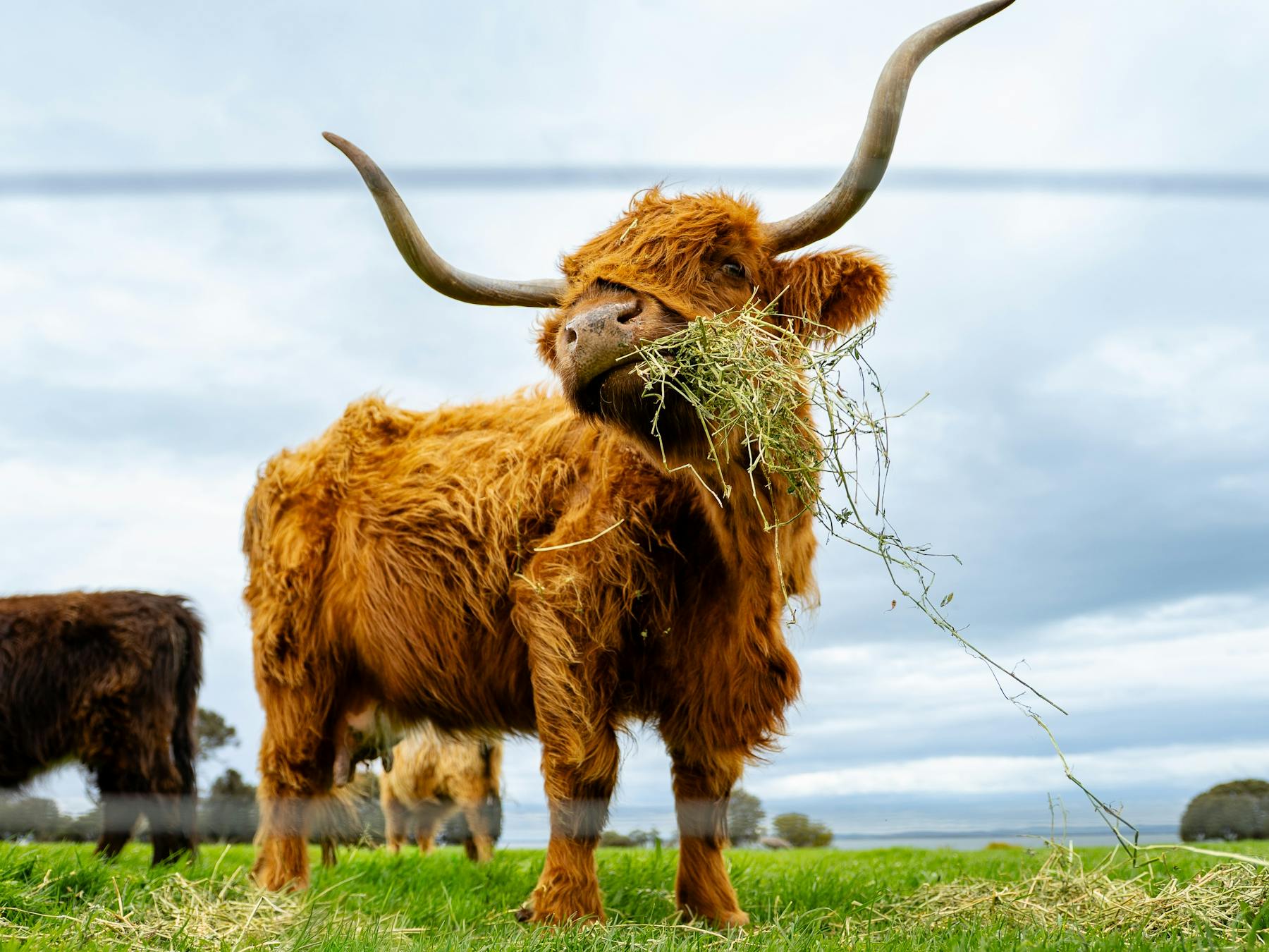 Highland cow eating hay