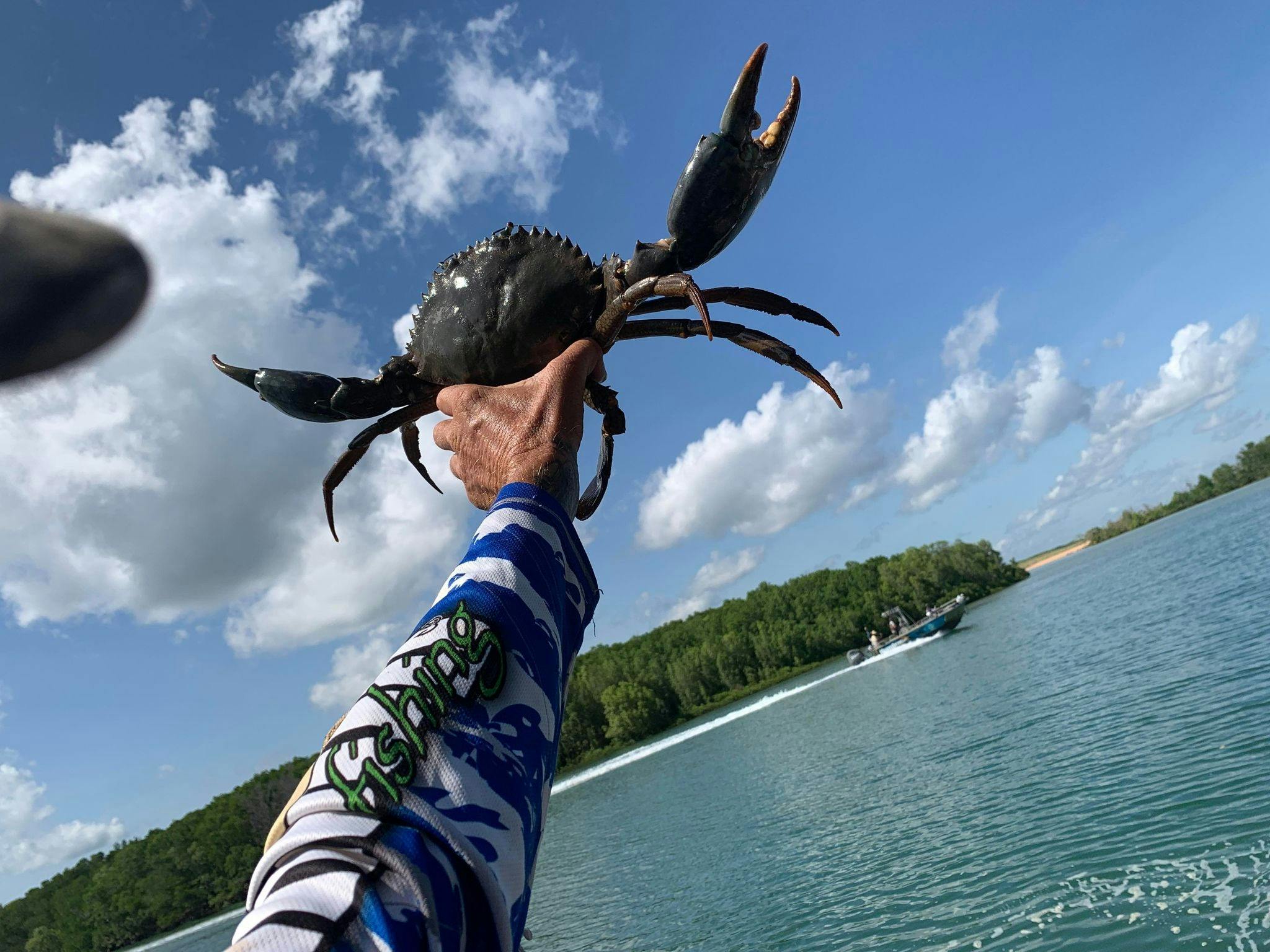 mudcrabs