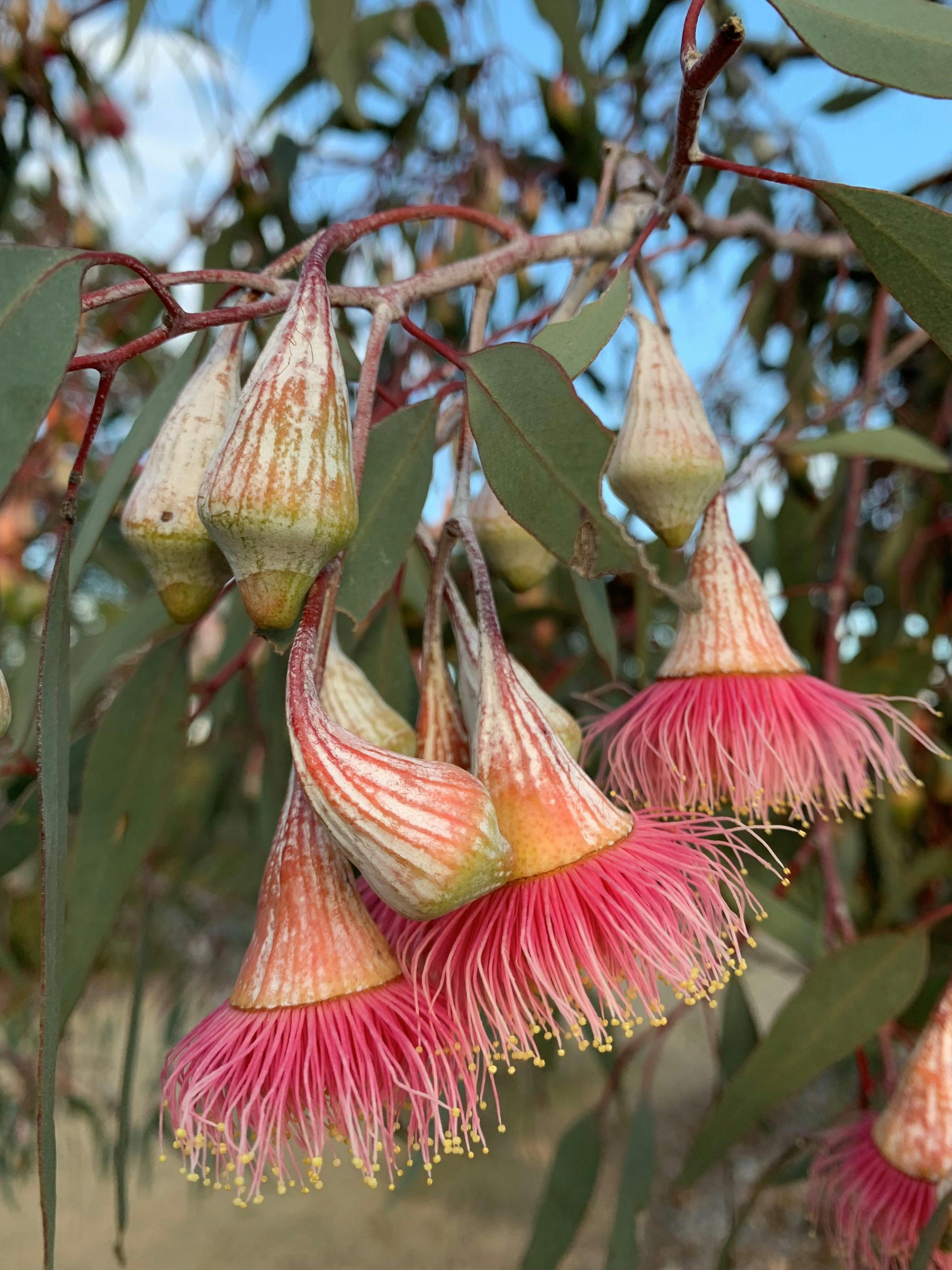 ClimateWatch Walk at Cranbourne Gardens
