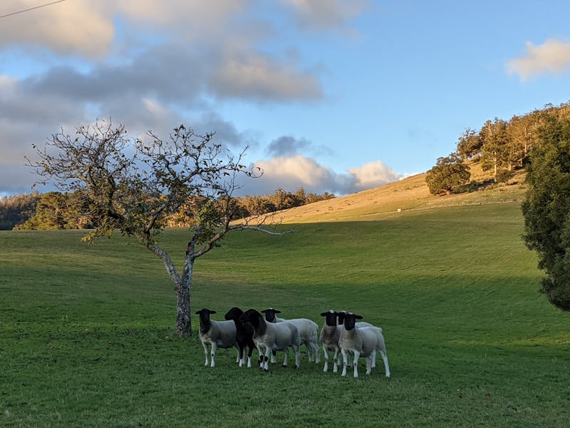 Hills and cattle at dusk