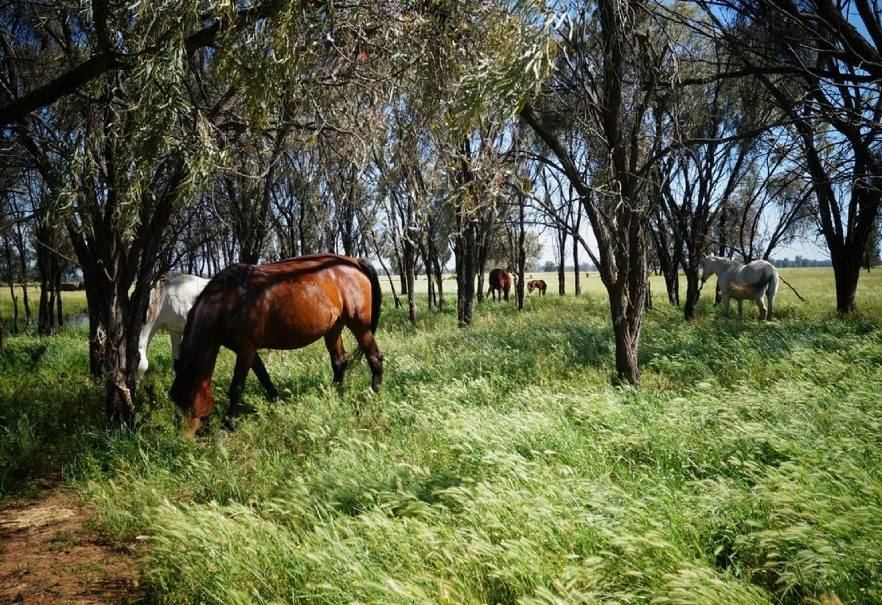 Outback Lamb