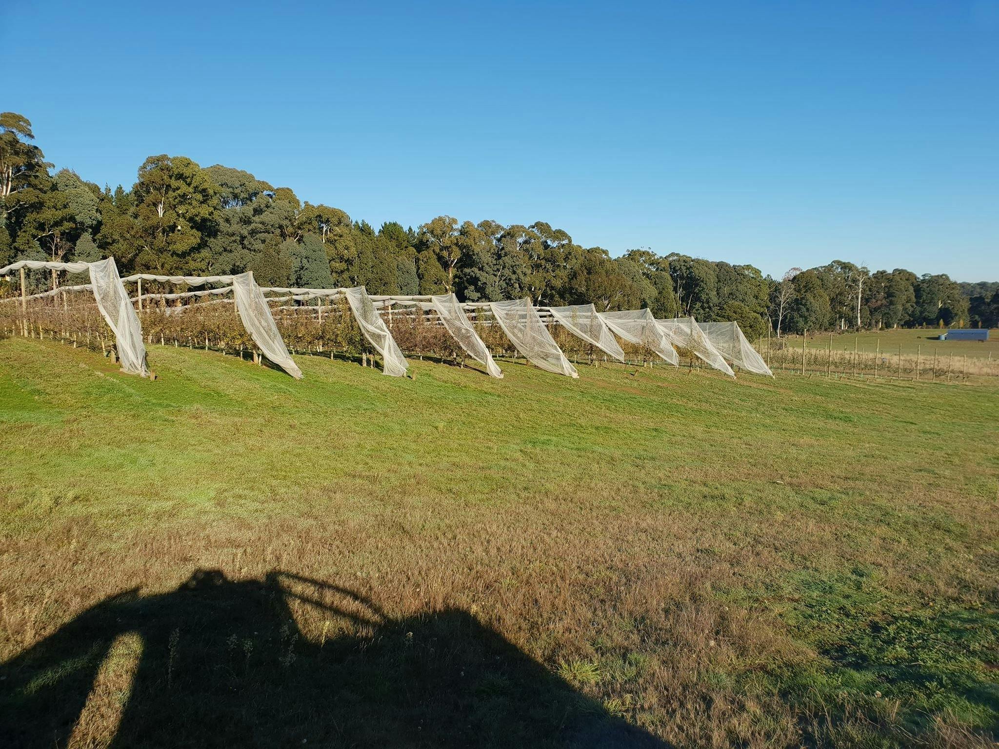 Our small heritage cider orchard