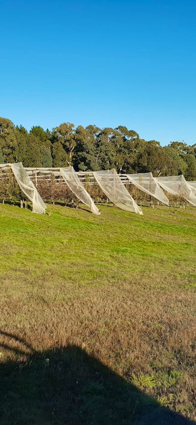 Our small heritage cider orchard