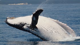 Breaching whale with Fraser Island in the Background