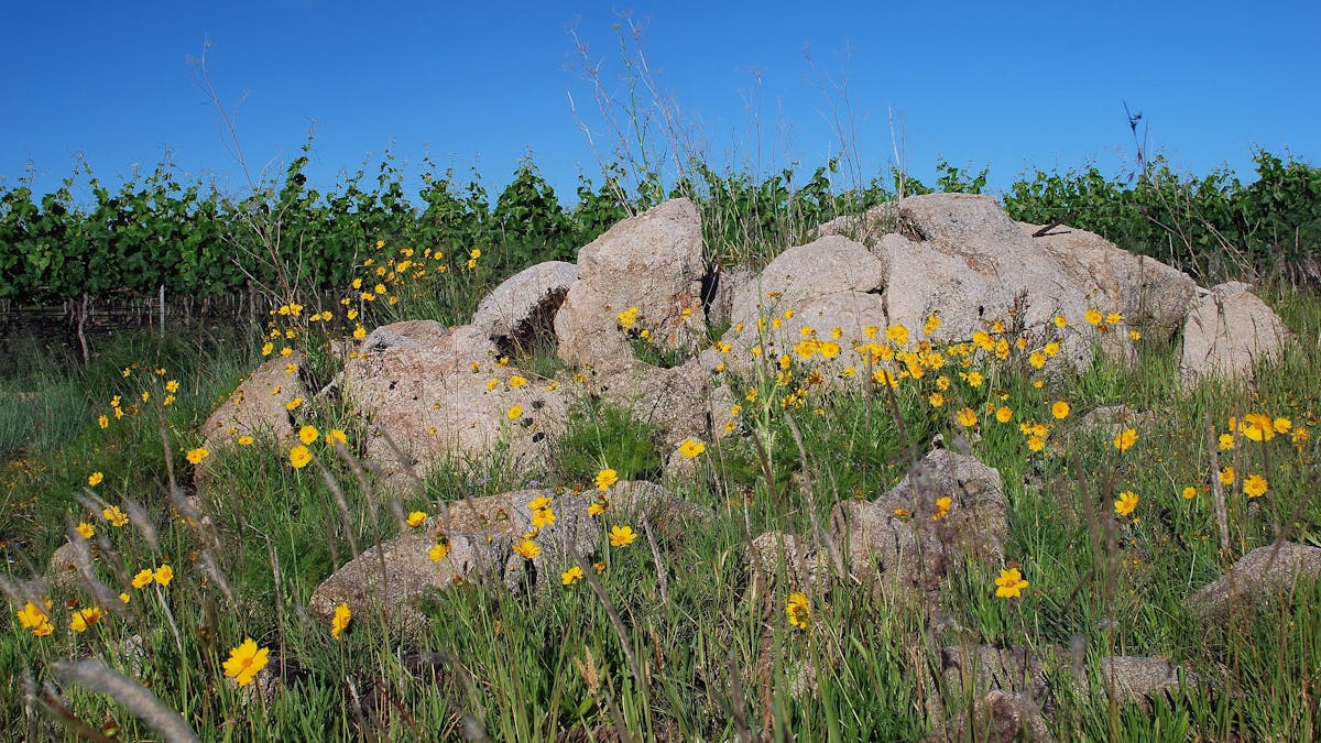 Wildflowers, Granite Belt