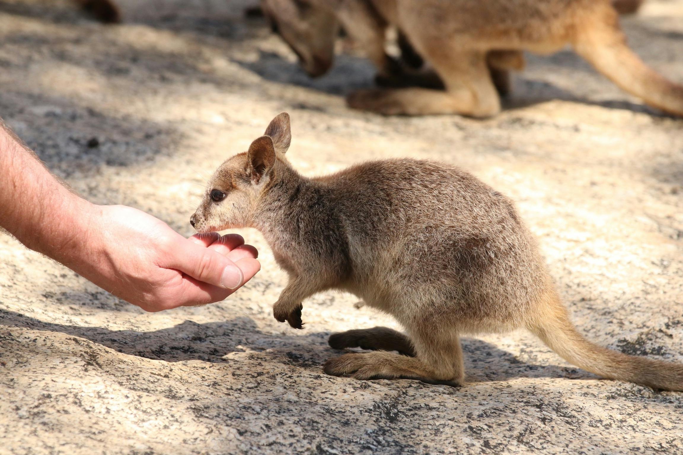 a baby rock wallaby eating out of customers hand