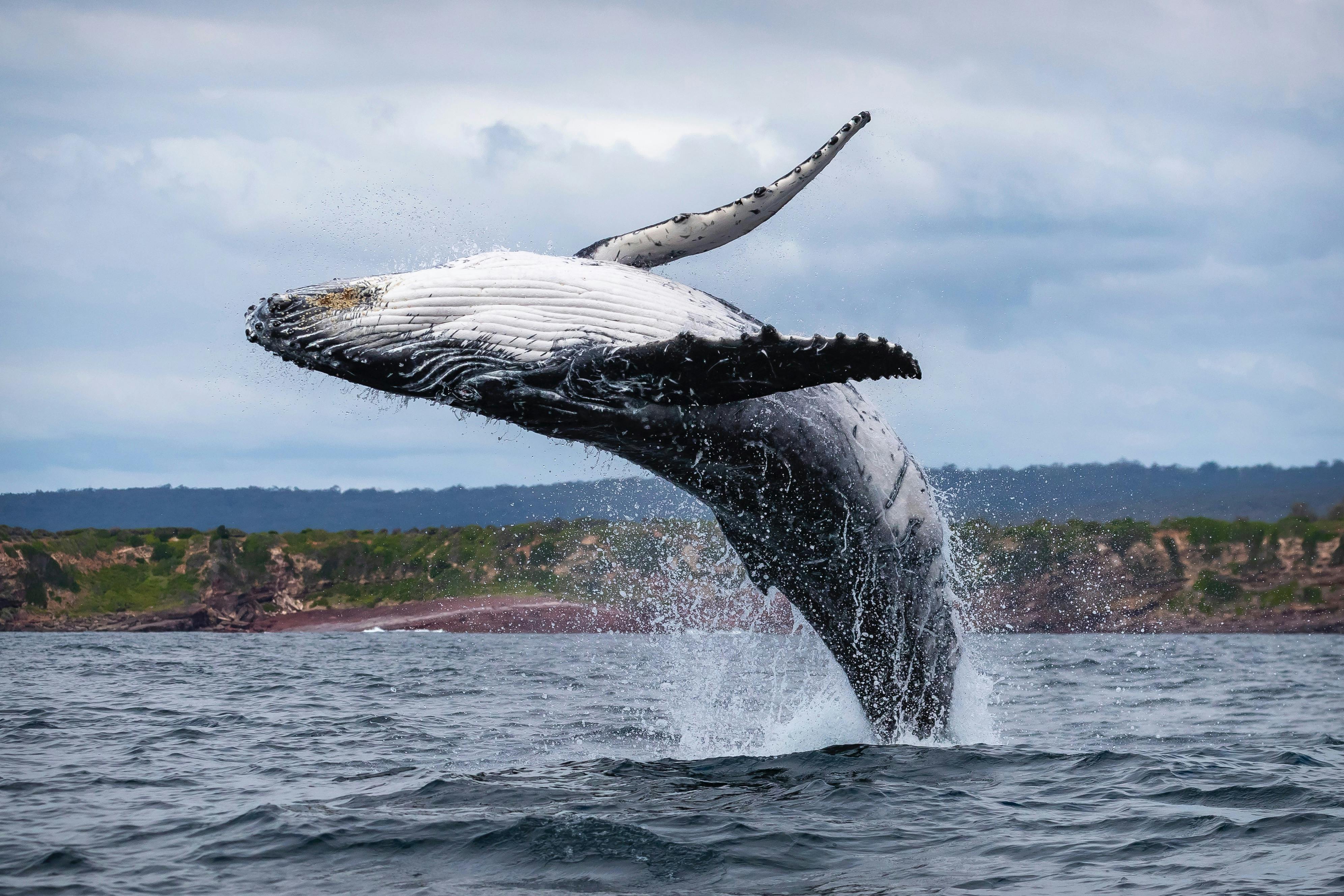 Whale Watching Cruise Merimbula, Merimbula Boat Tour
