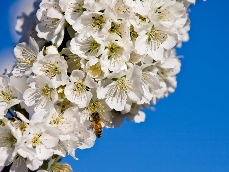 bee on cherry blossom- necessary for polloination