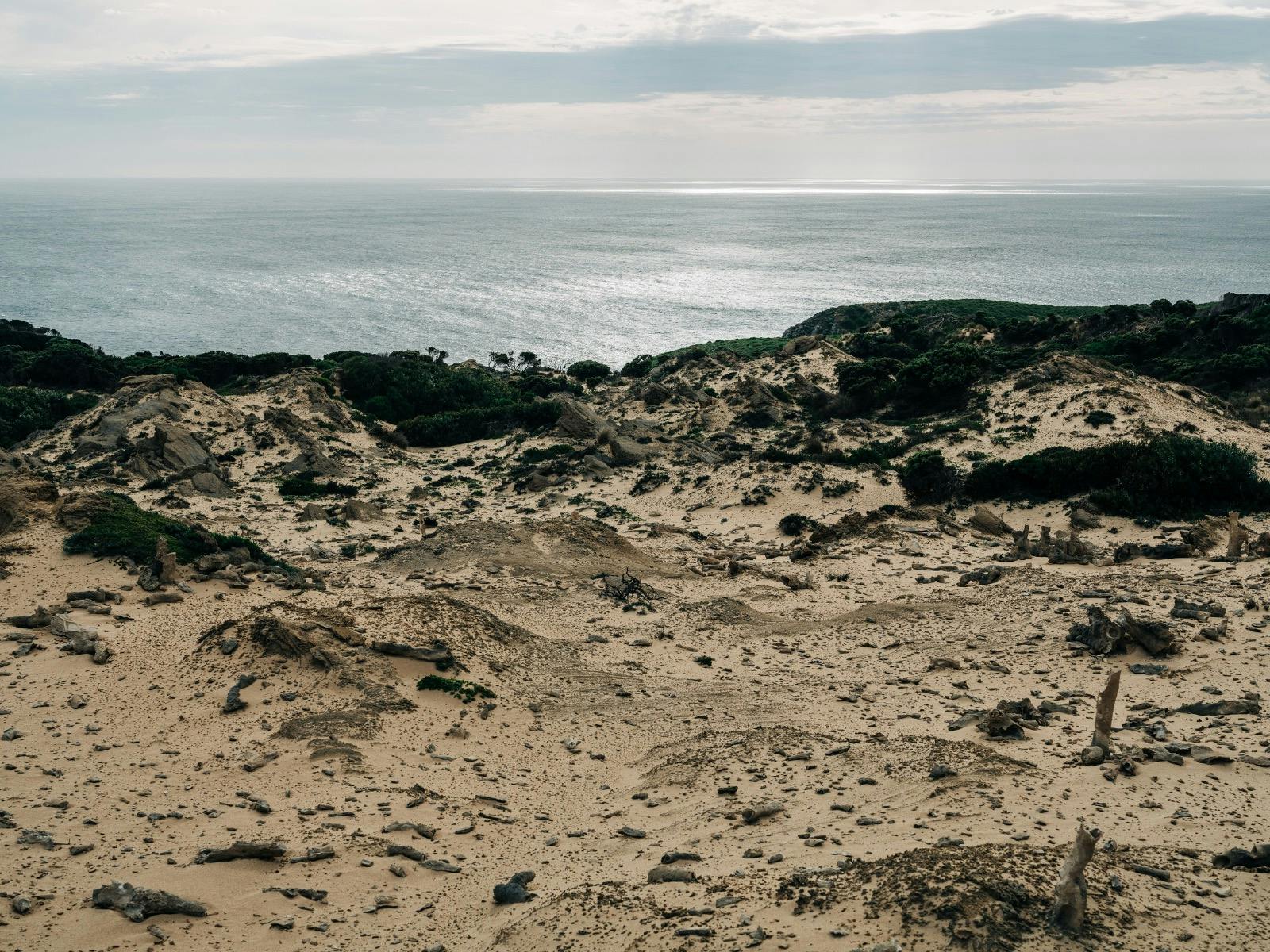 Calcified Forest Track, King Island
