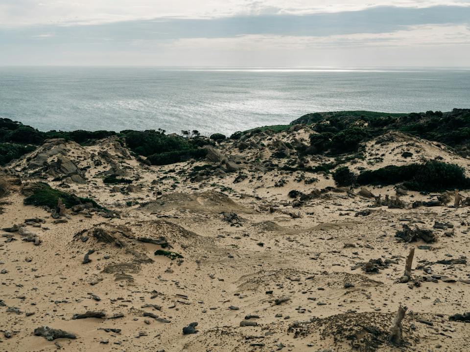 Calcified Forest Track, King Island photo