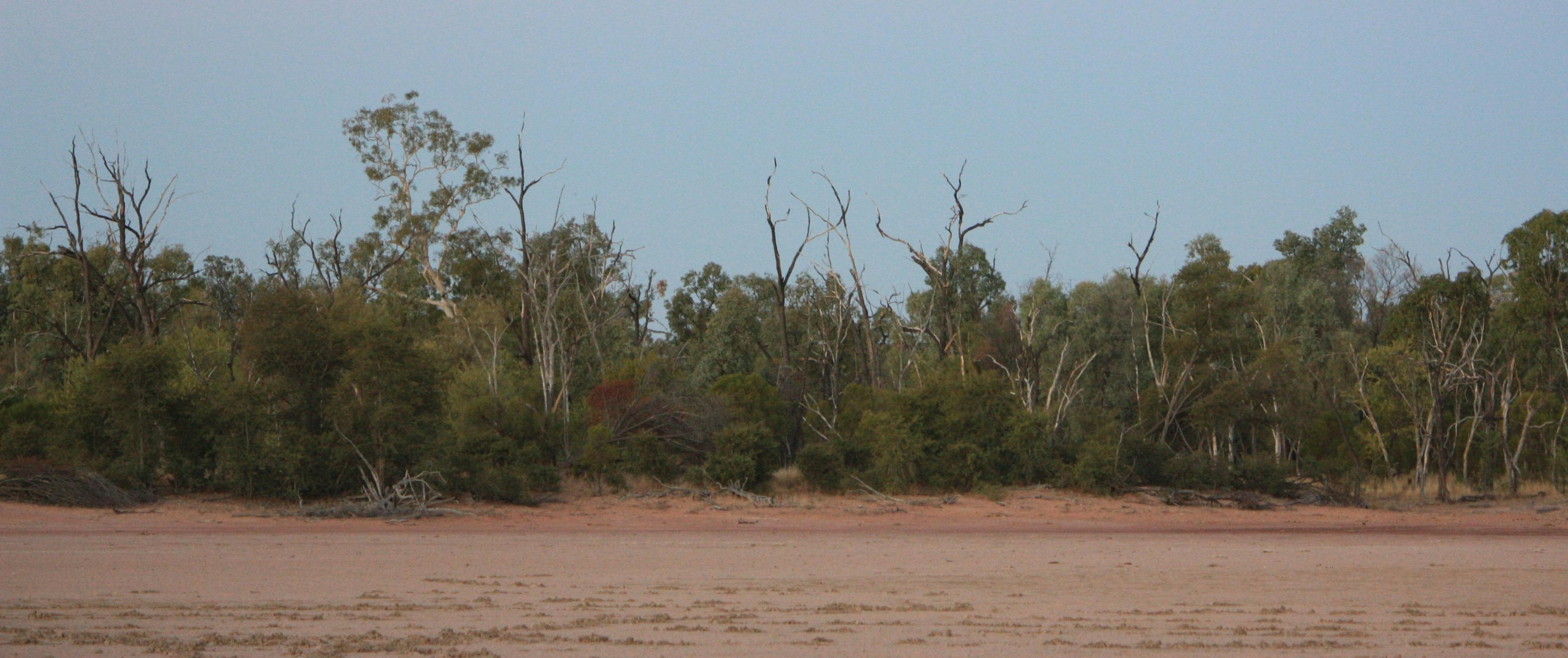 Trees, shrubs and sand dunes on the edge of White Lake, Stratford