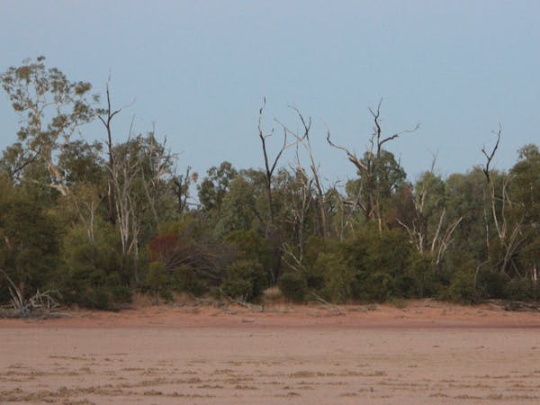 Trees, shrubs and sand dunes on the edge of White Lake, Stratford Trees, shrubs and sand dunes on the edge of White Lake, Stratford
