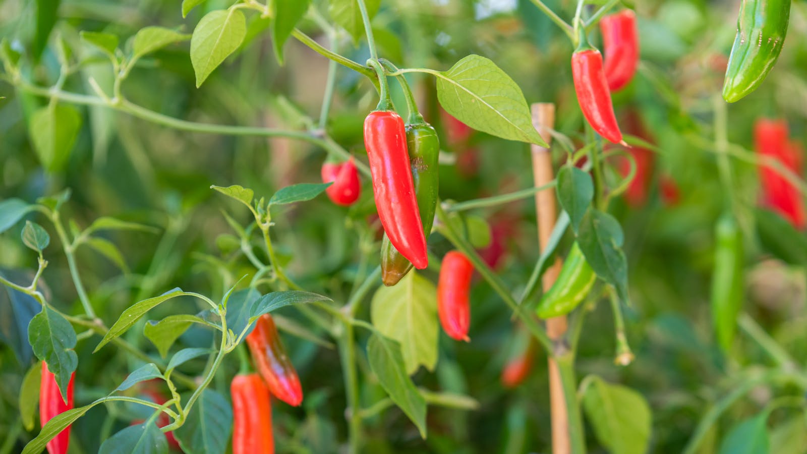 Image for Chilli Fest Willunga