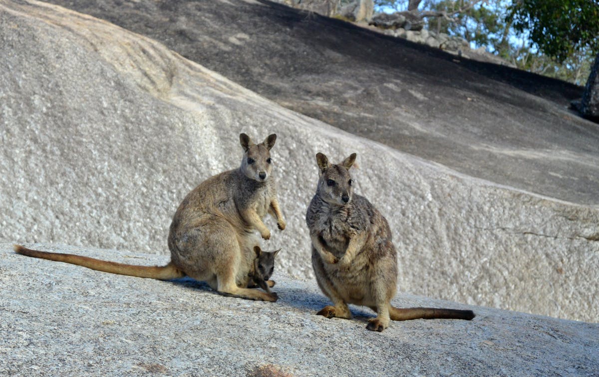 Granite Gorge Rock Wallabies