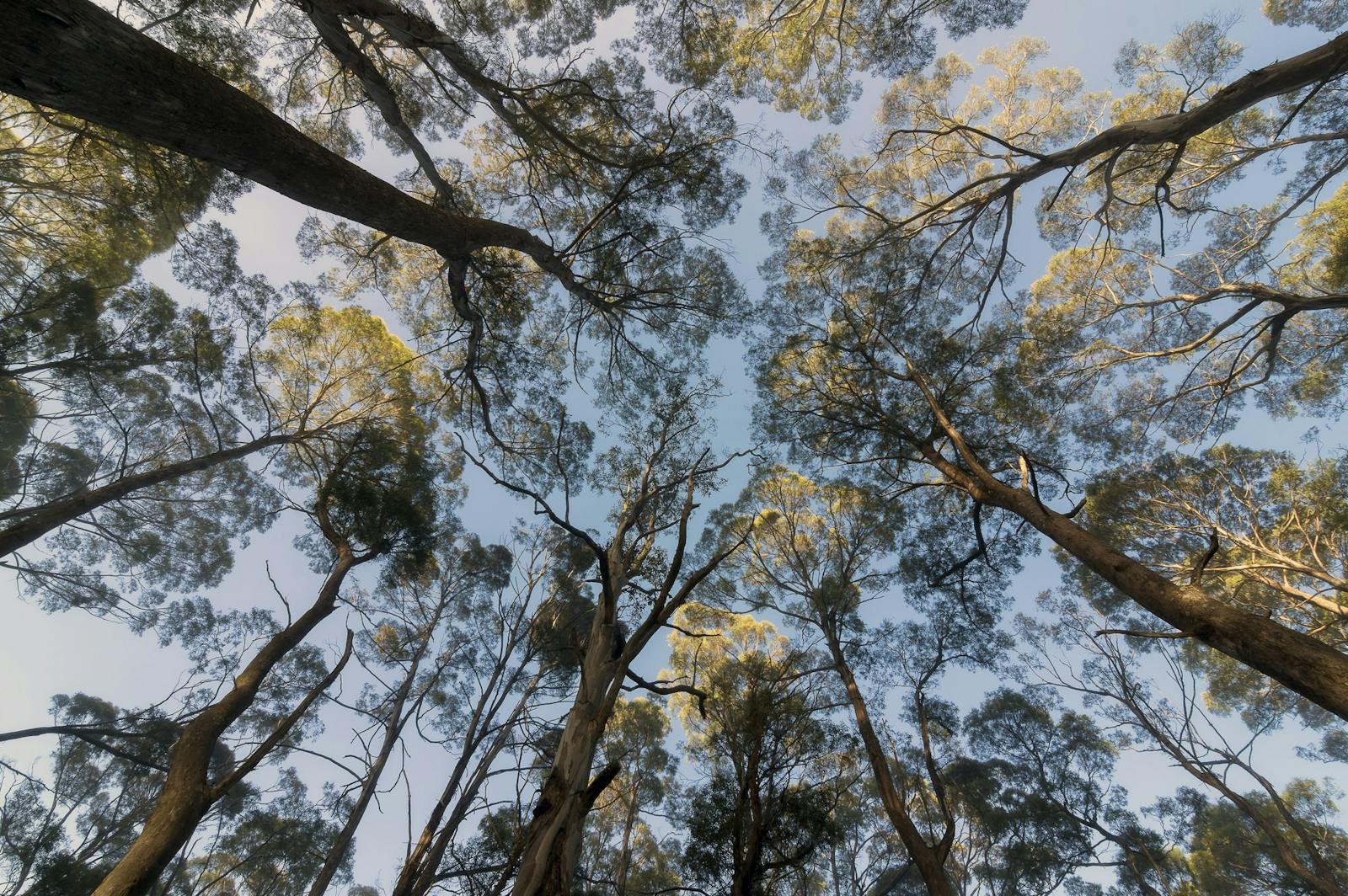 Mount Dial Walk