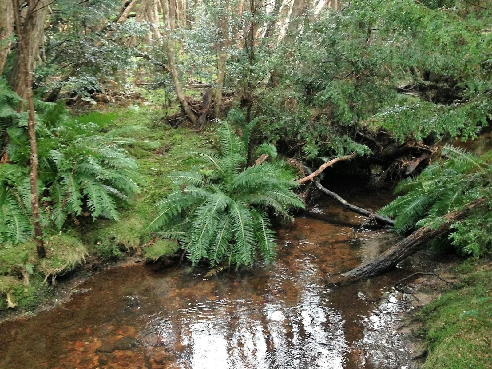 "Secret River" Gem Hunting  North East Tasmania