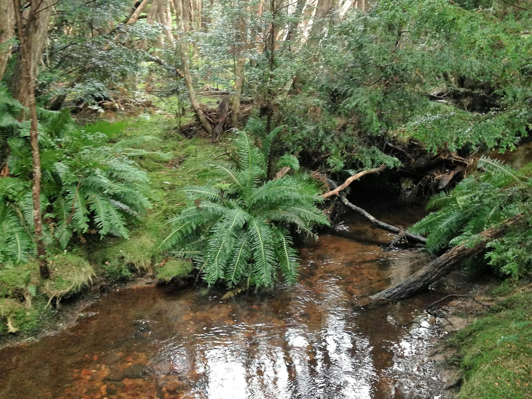 "Secret River" Gem Hunting North East Tasmania