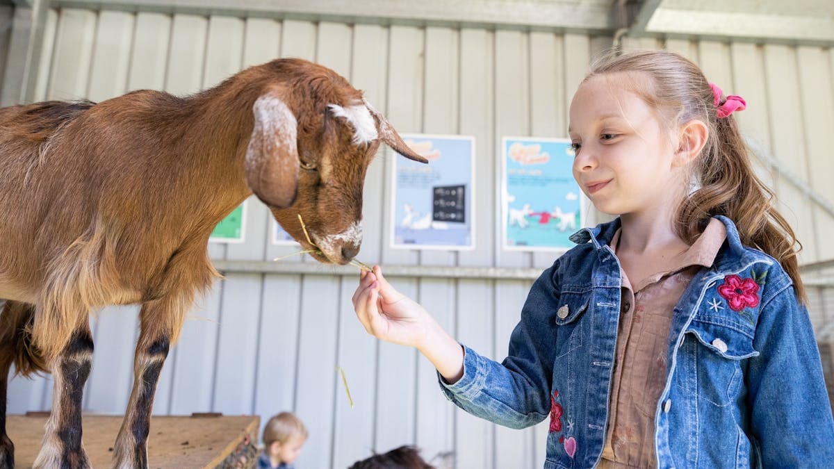 "A young girl feeding a goat at White Ridge Farm, smiling as the goat nibbles on a piece of hay."