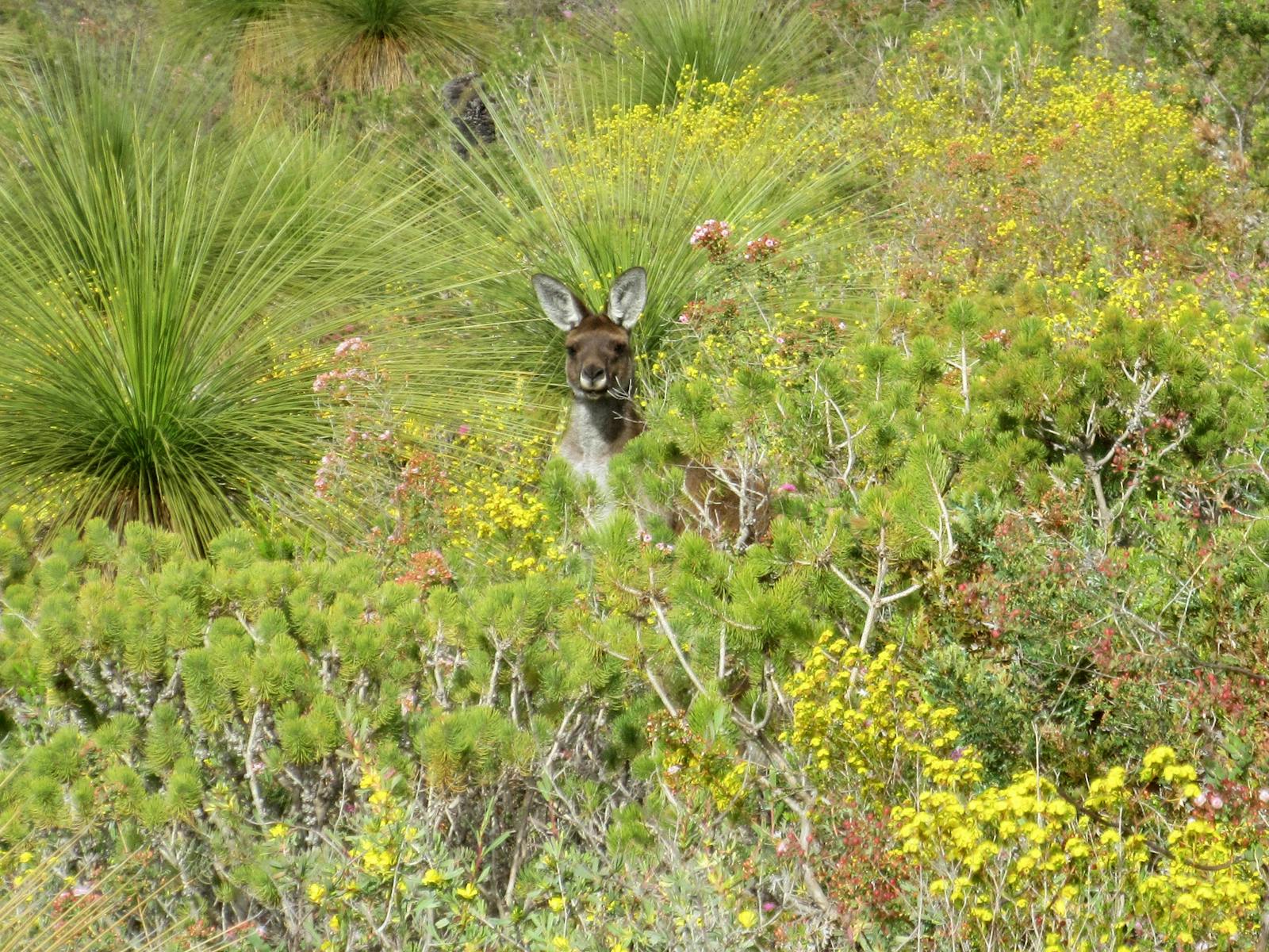 A Western Grey Kangaroo enjoying the wildflowers in the Perth Hills.