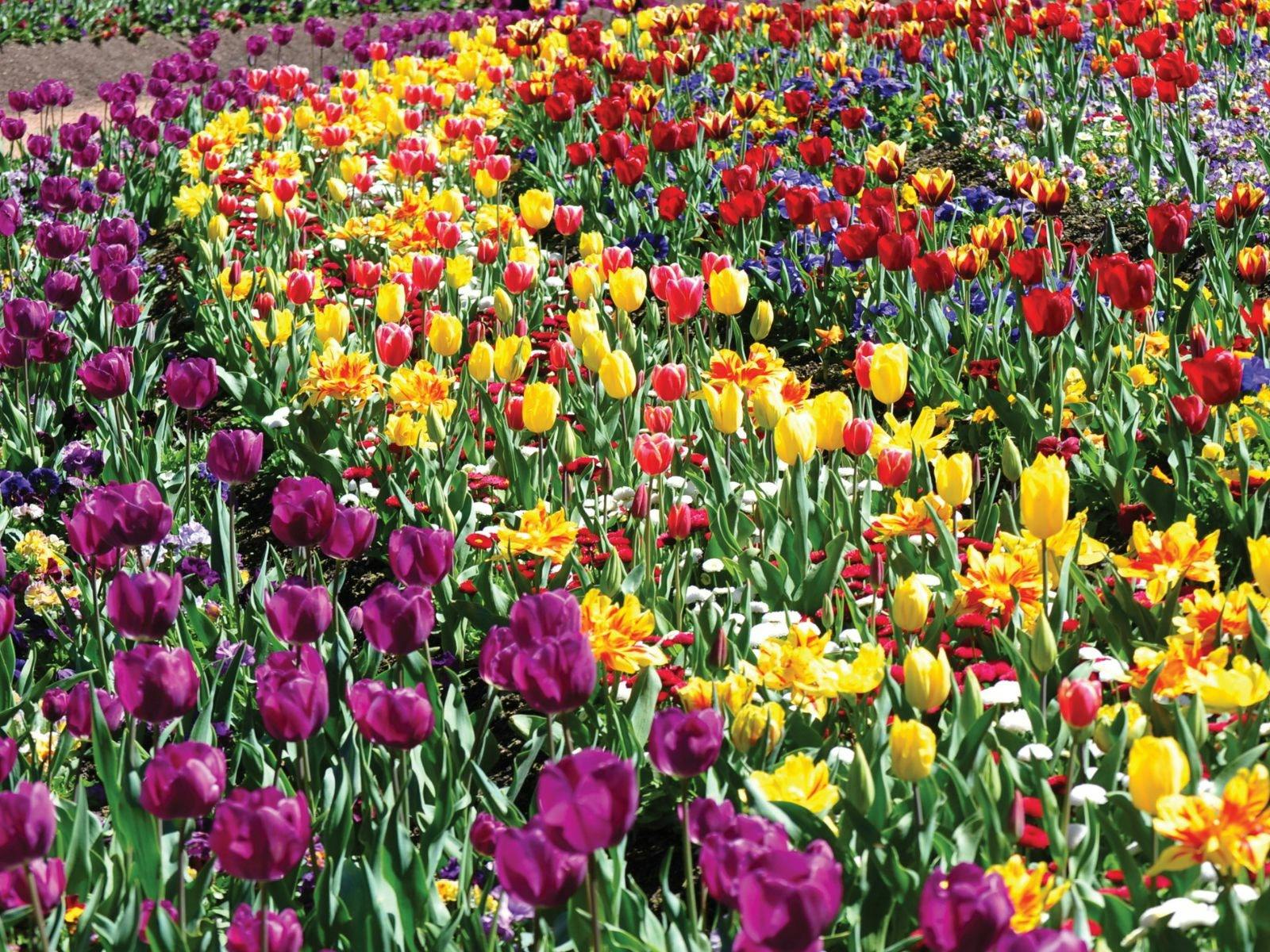 Canberra Floriade
