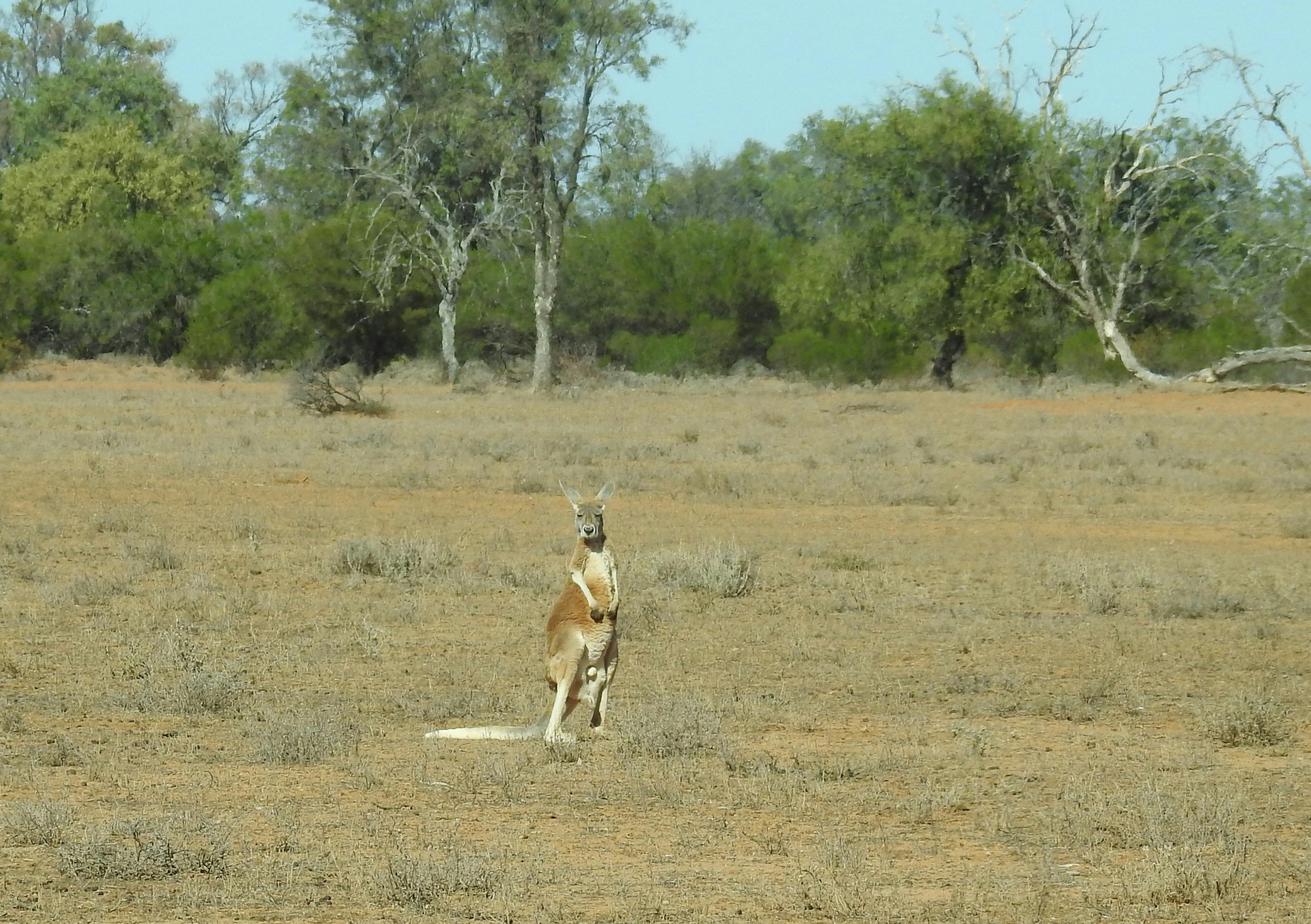 red kangaroo at Bowra Station