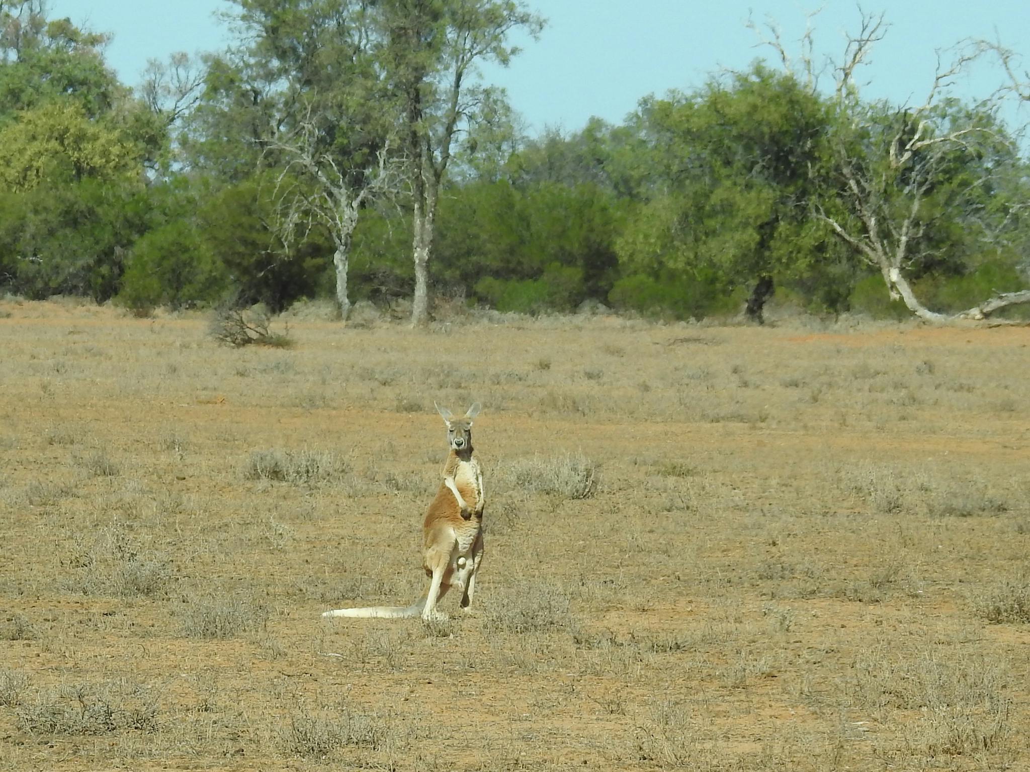 red kangaroo at Bowra Station red kangaroo at Bowra Station