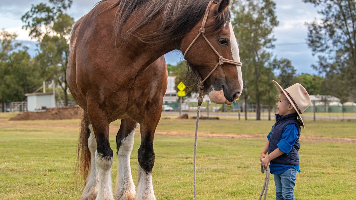 Big Horse Little Person