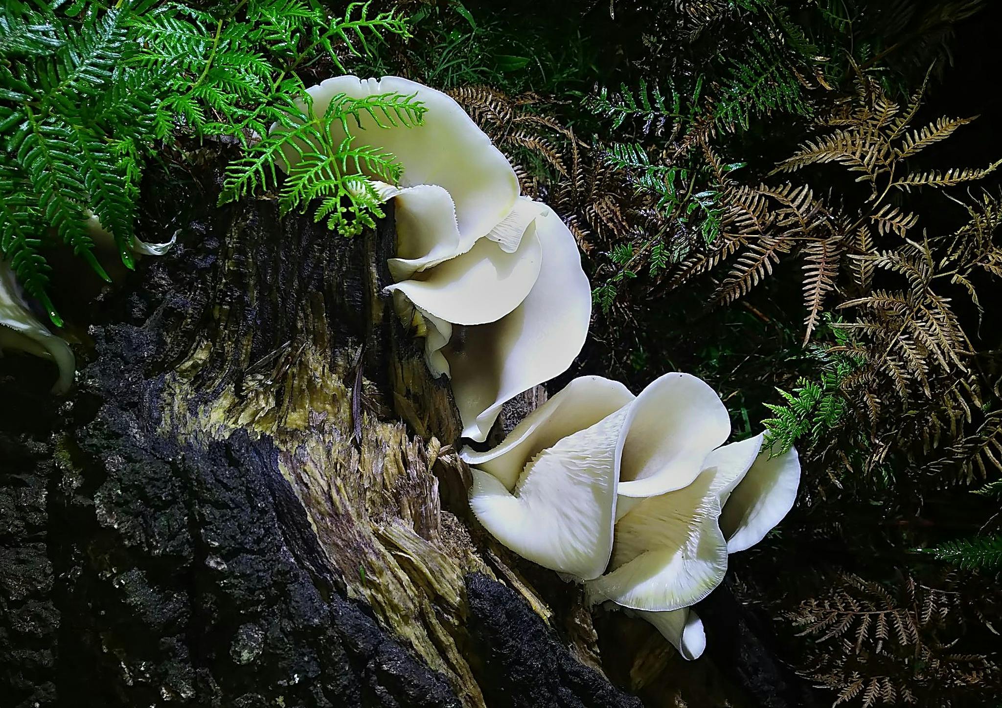 White fungi on log with fern