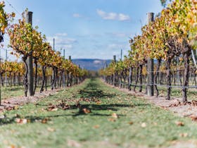 Swan Valley Food and Wine Trails