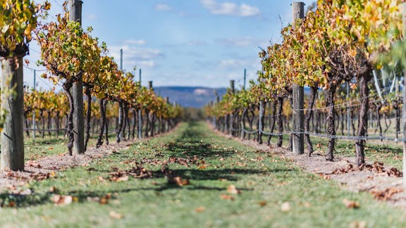 Swan Valley Food and Wine Trails