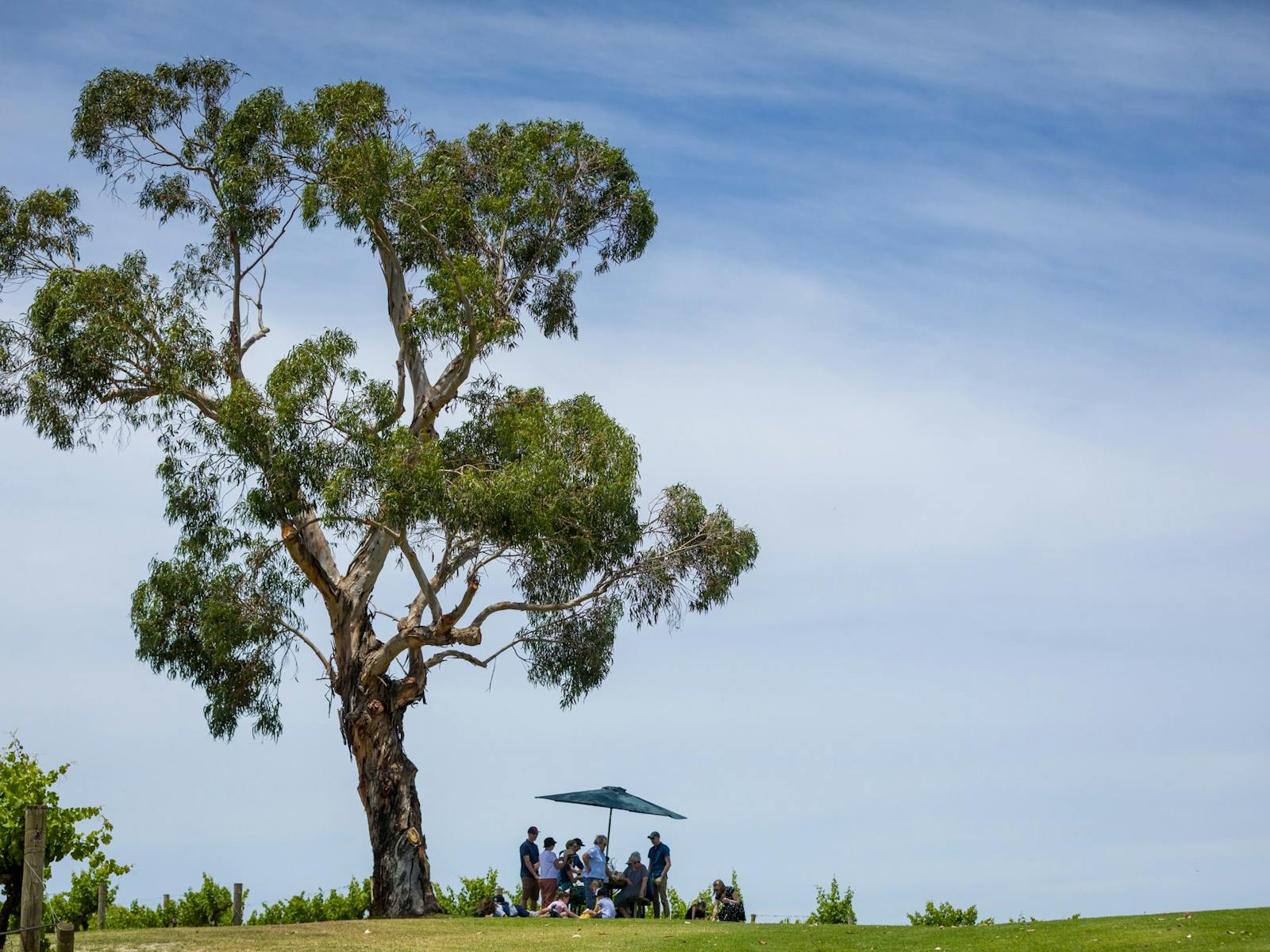 The famous tree at St Leonards Vineyard