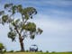 The famous tree at St Leonards Vineyard