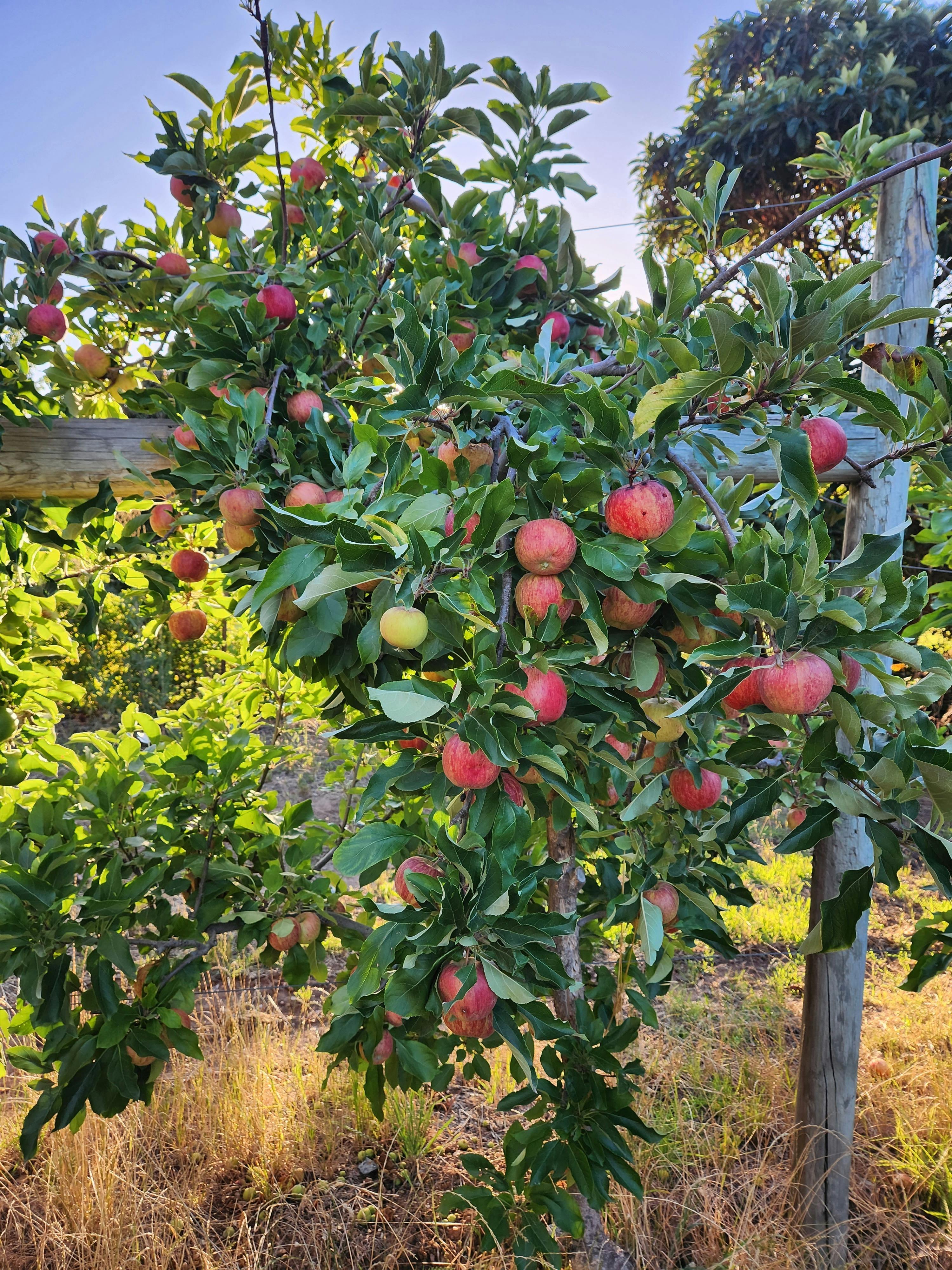Lennane Orchards