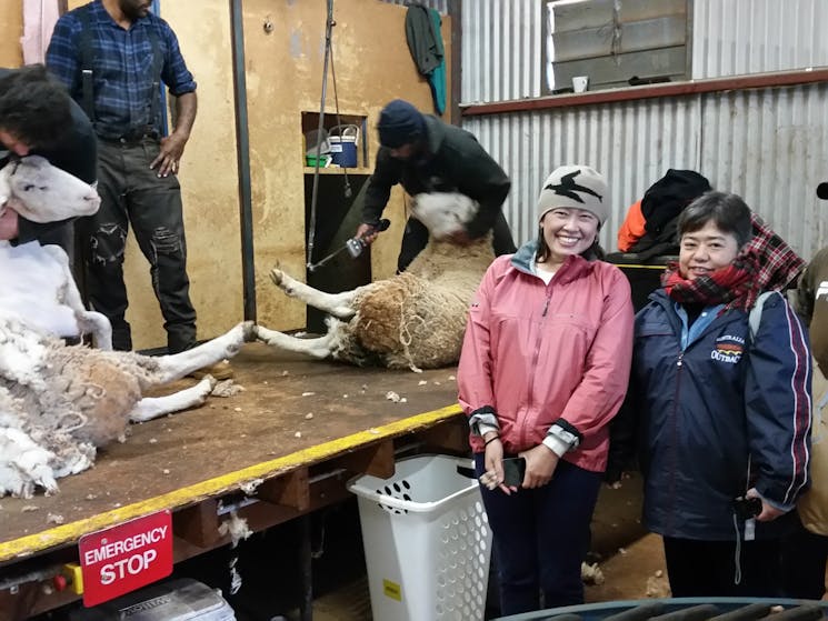 Australia's wool industry is known world-wide.  Shearing  time at Barellan near Leeton.