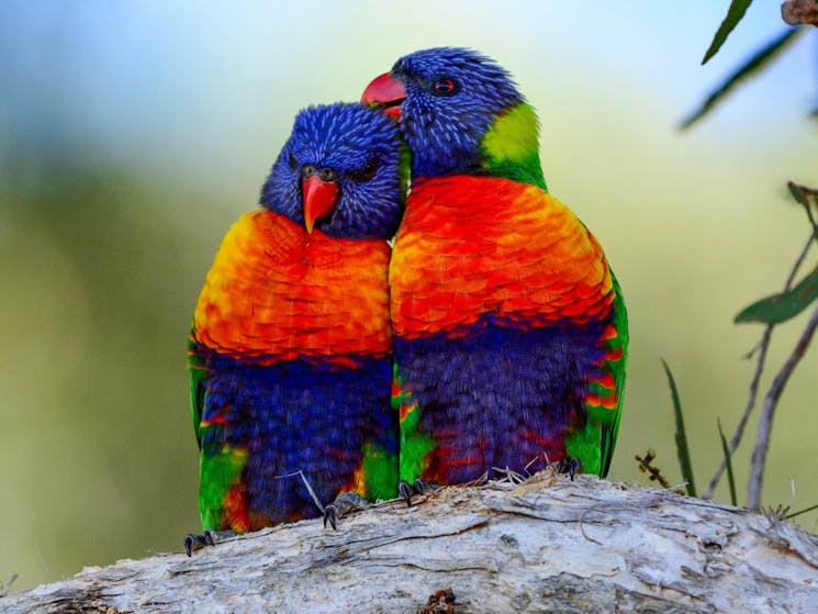 Two birds sitting in a tree in the hunter valley