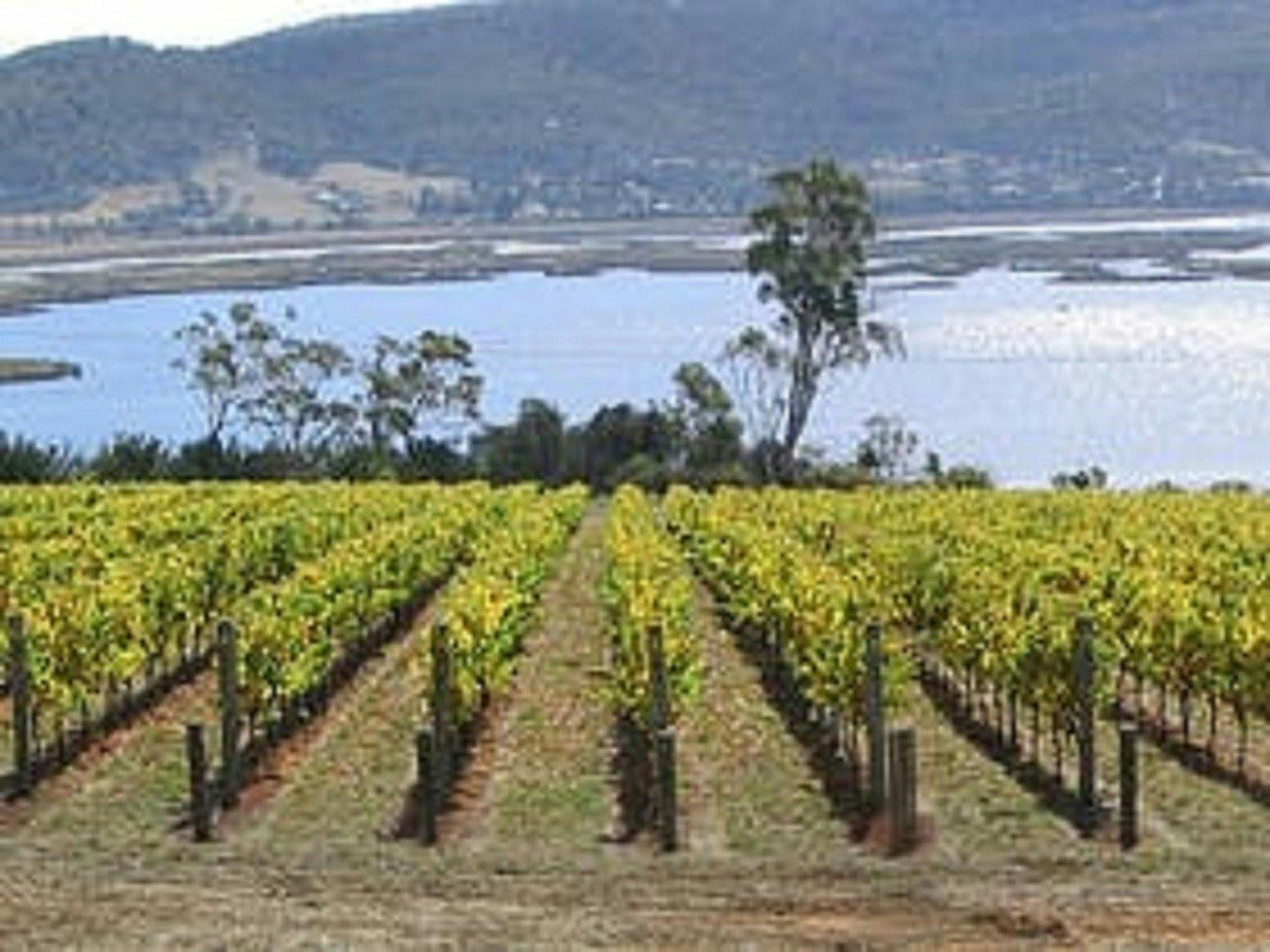 Derwent Estate Wines, Grape Vines