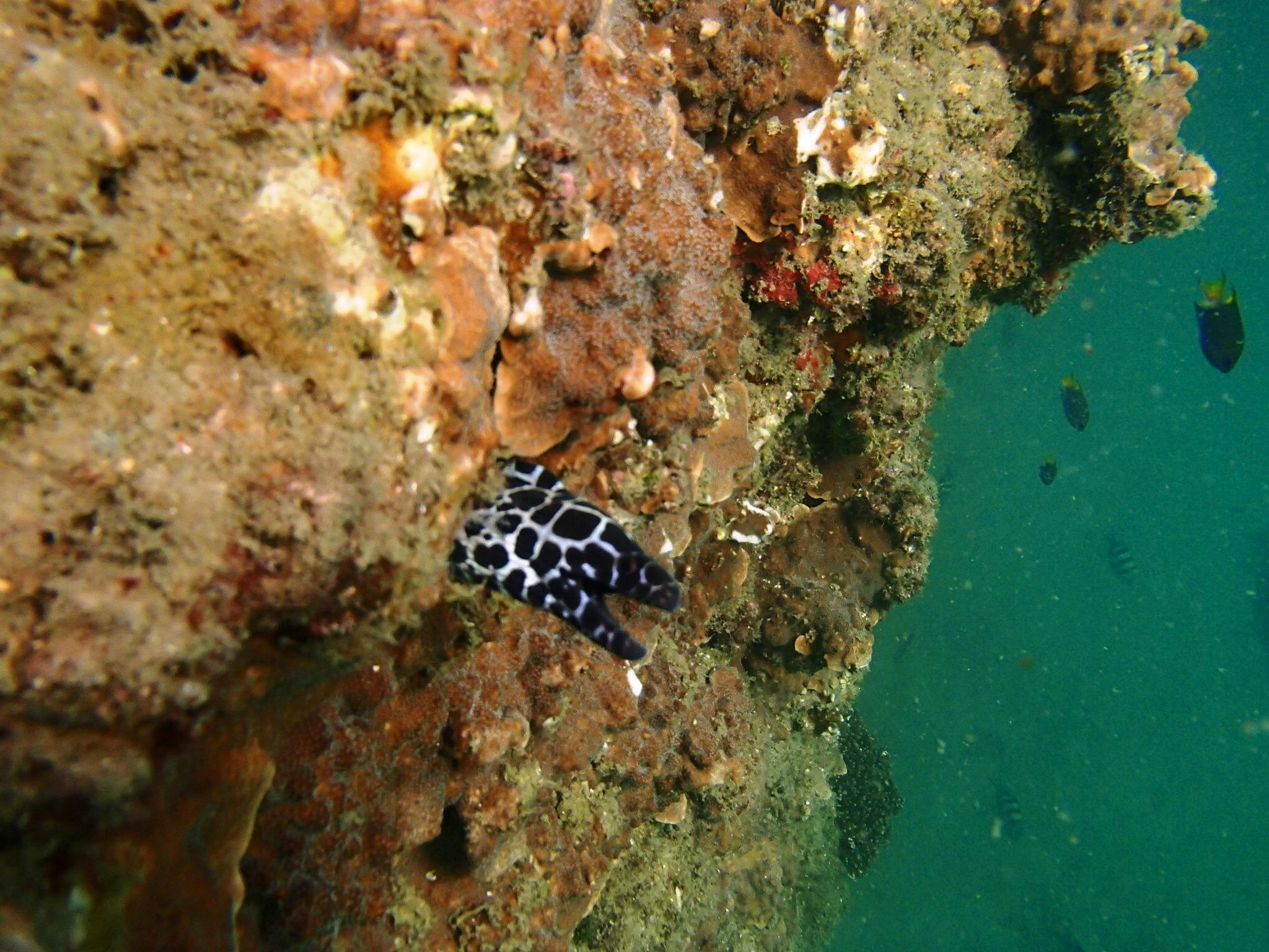 EEL