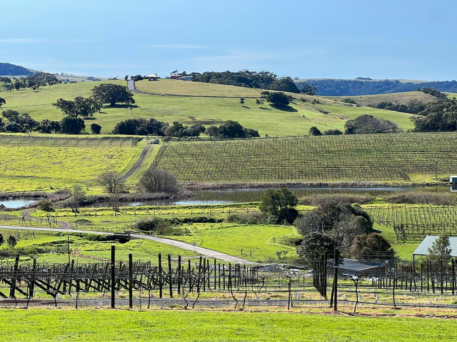 Learn about the wine from locals