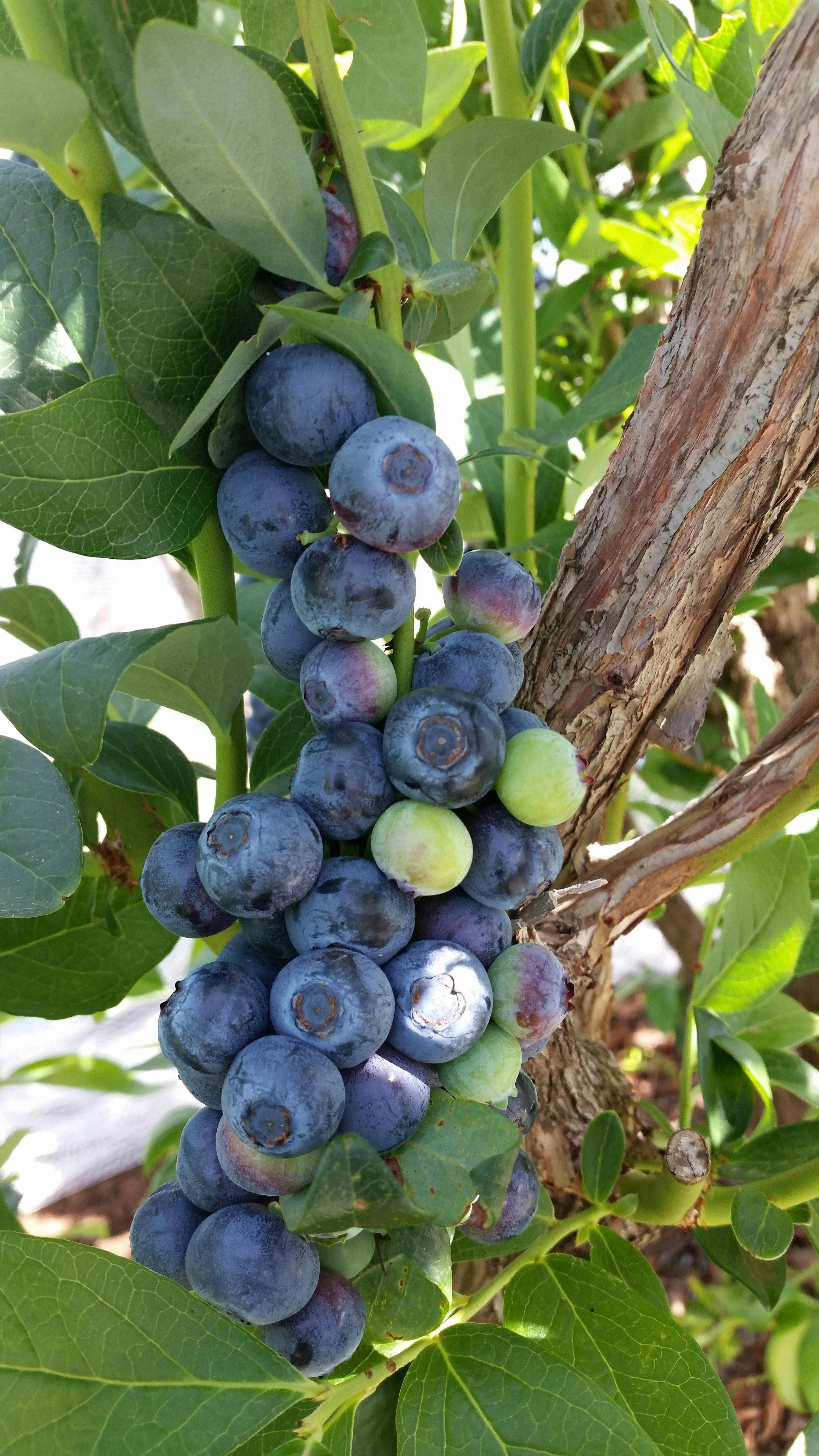 High Grove Berry Farm Victoria's High Country