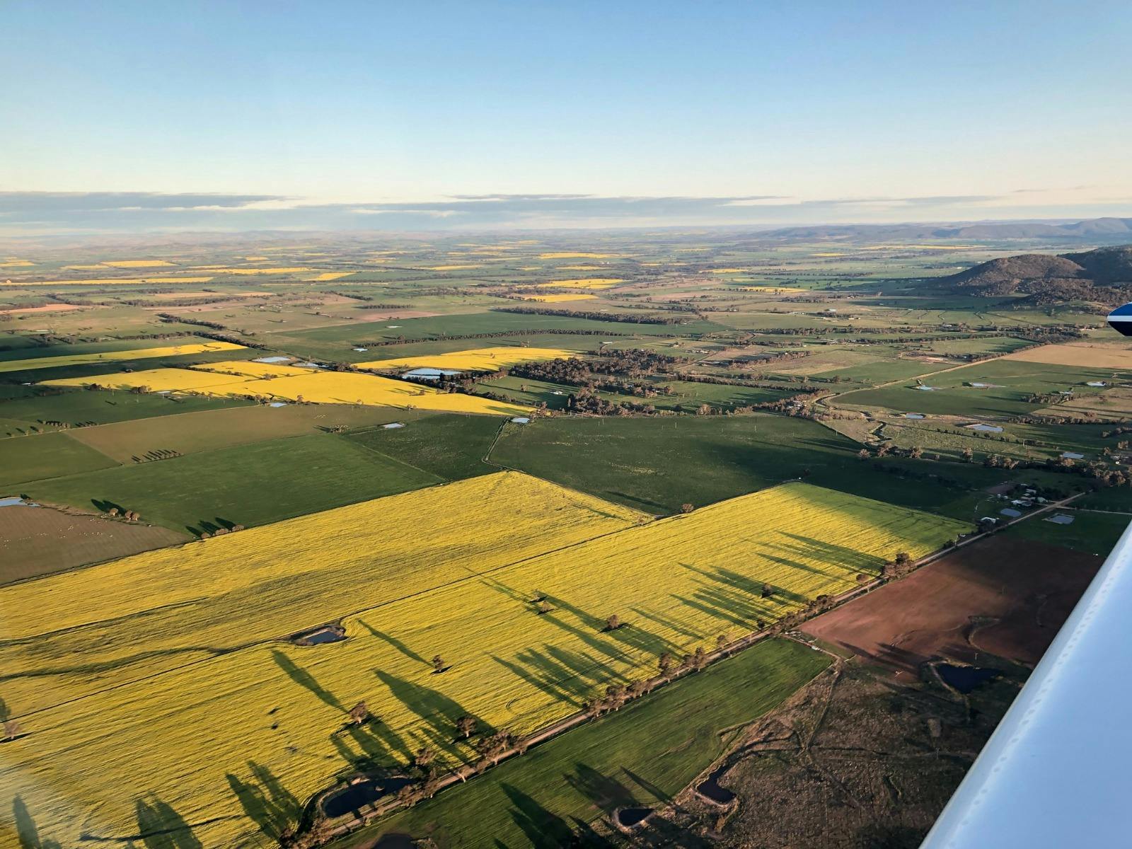 Fly Oz Canola