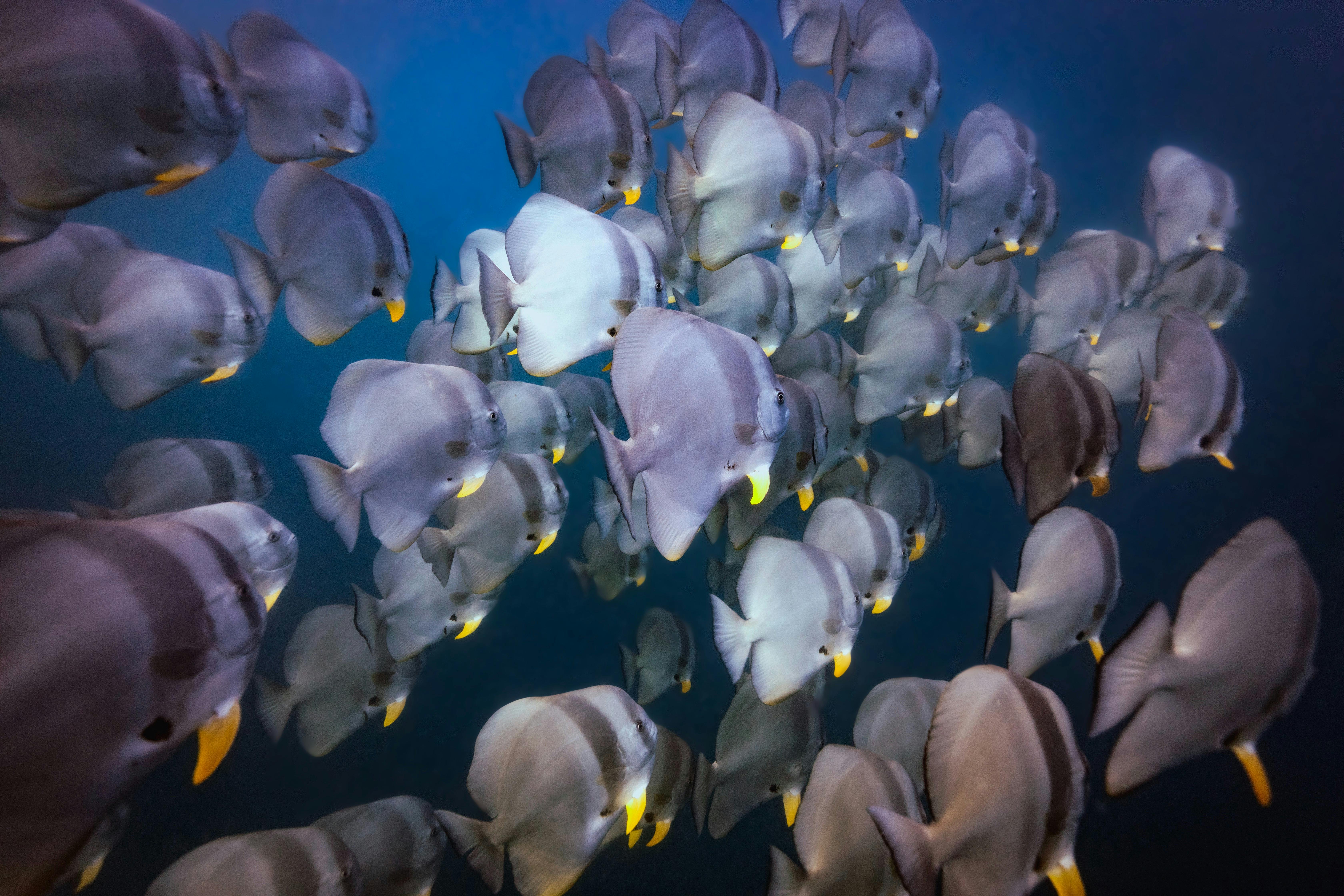 Giant batfish school