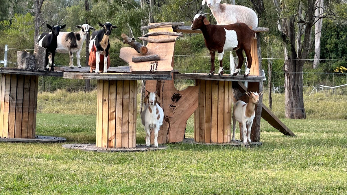 Nigerian and mini goats