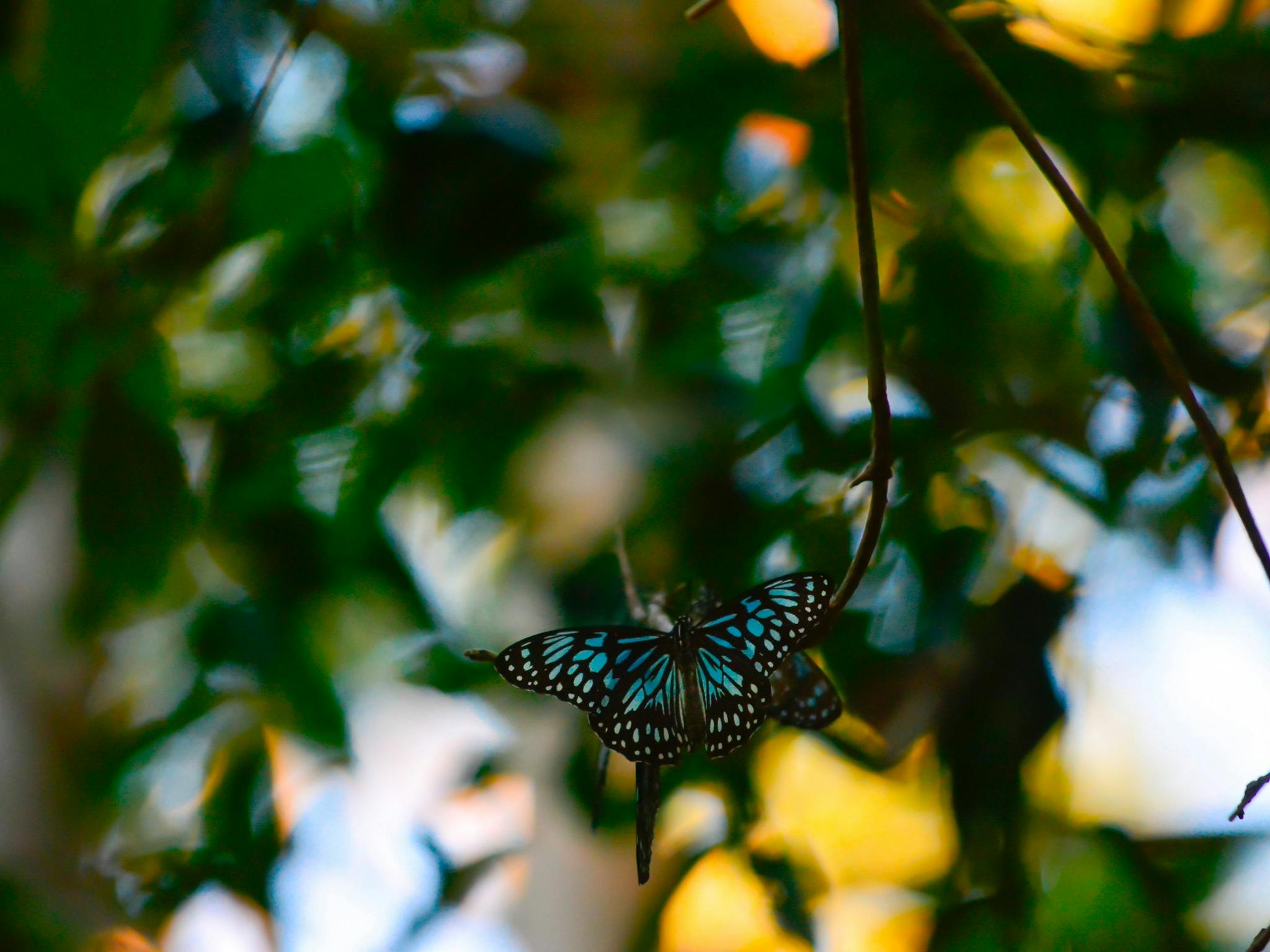 Ulysses Butterflies
