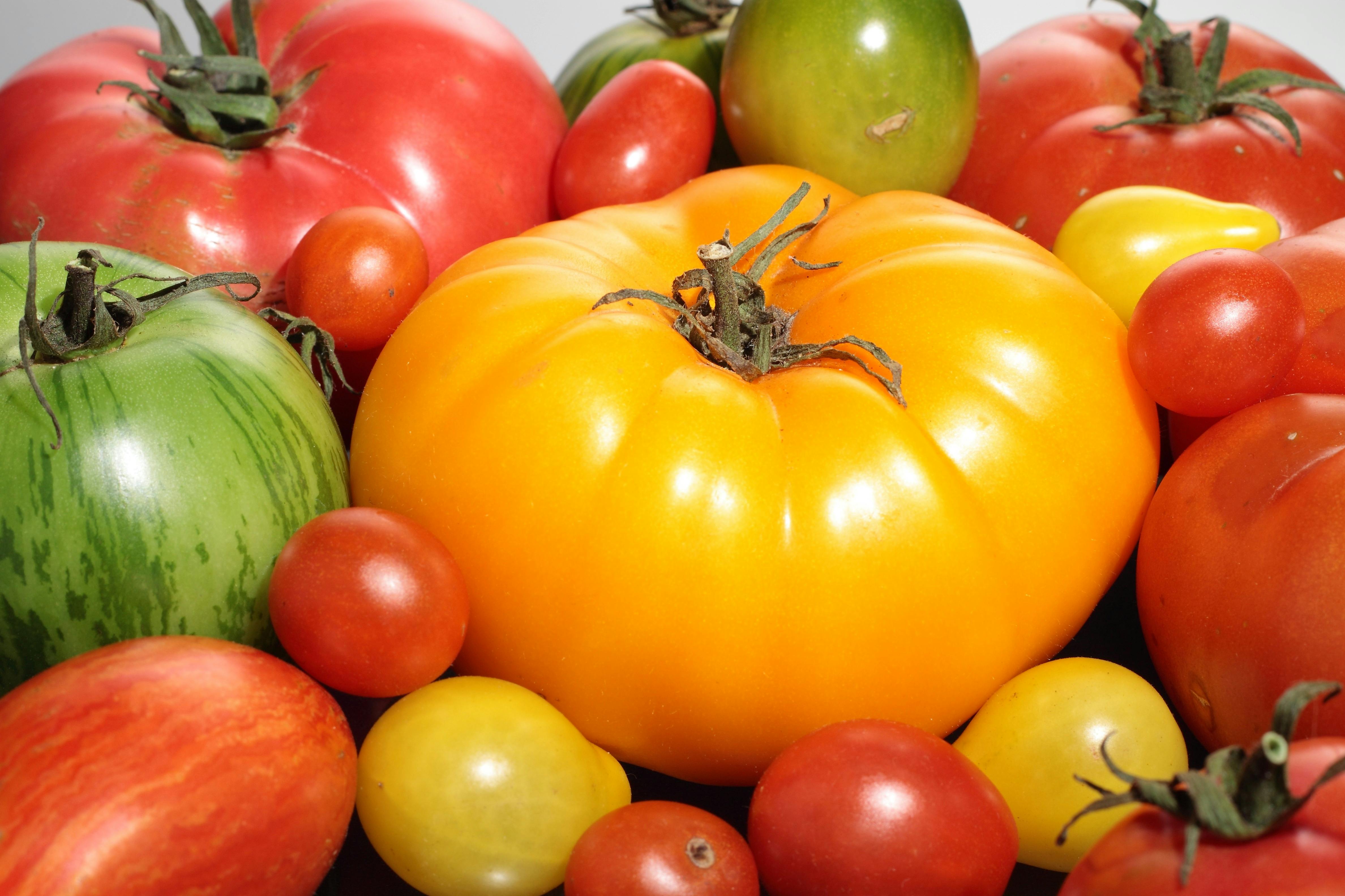 Tomatoes from the Jacican kitchen garden