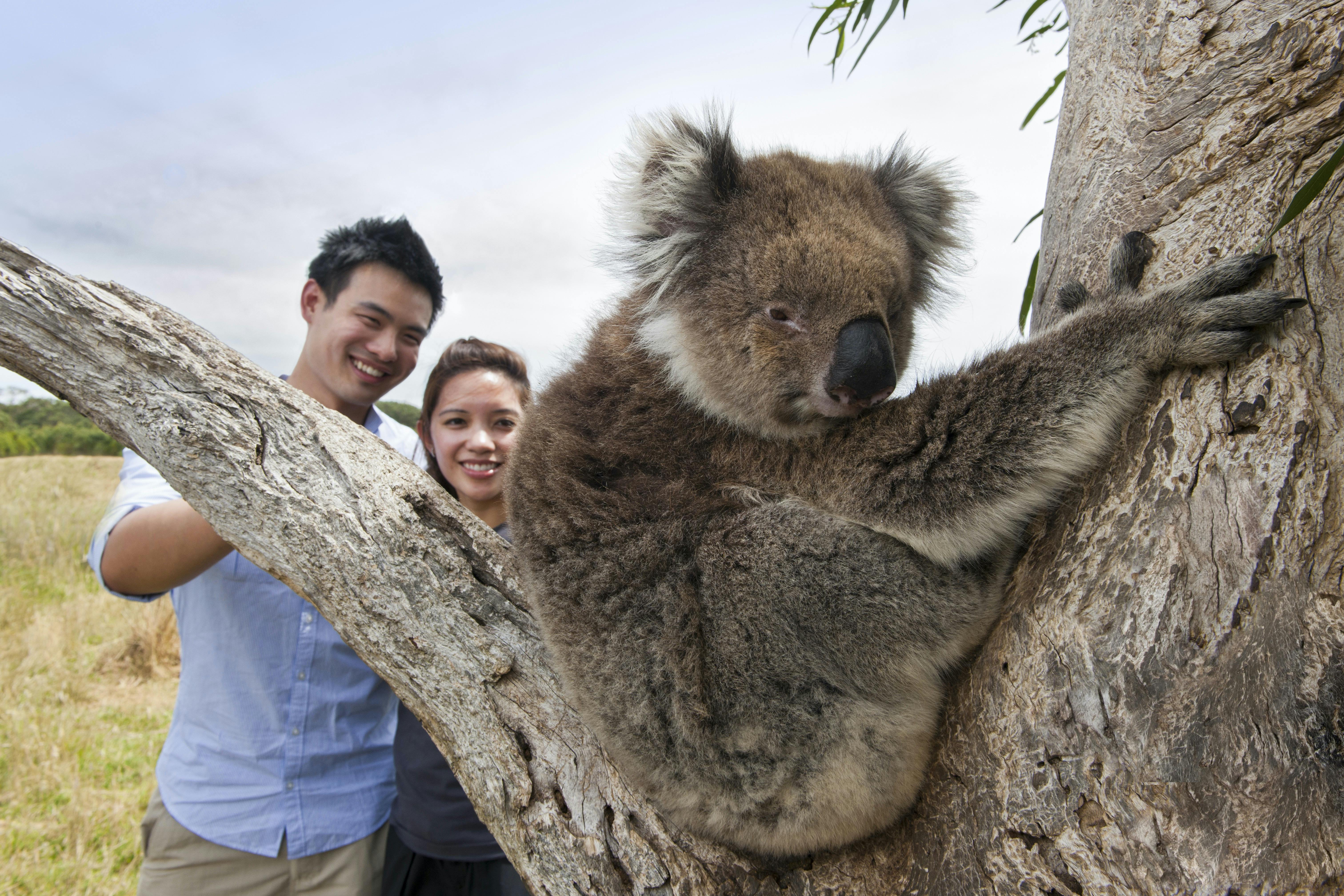 Koala Spotting