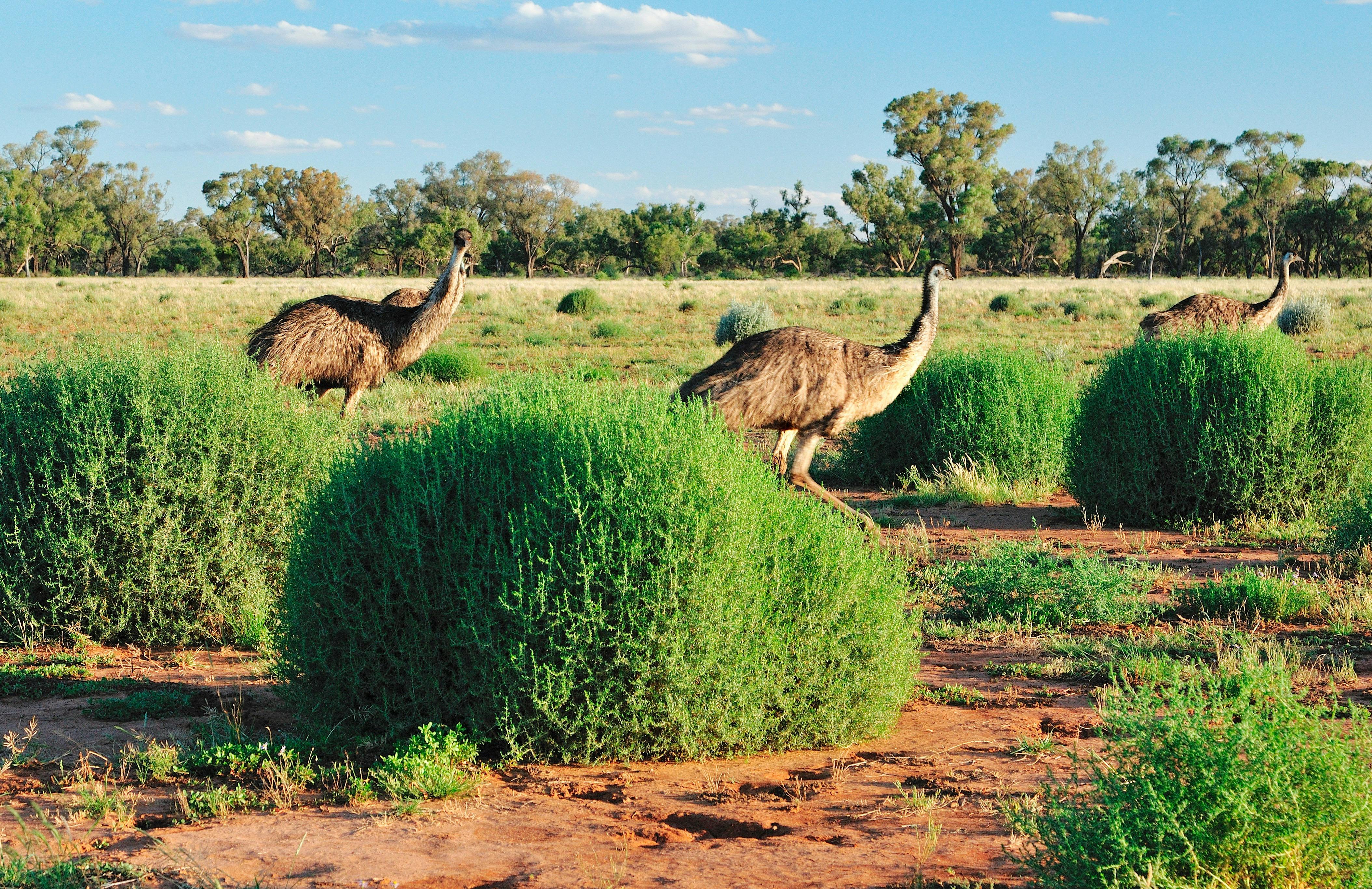 Bowra Wildlife Sanctuary