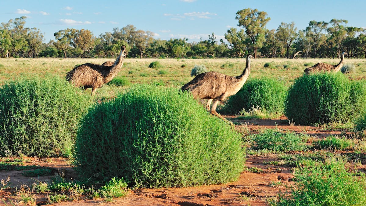 Bowra Wildlife Sanctuary, southwest Queensland, Australia, is famous for its birdlife < 200 species.